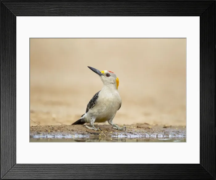 Framed Print : Picture No. 10892371 Framed Print : Picture No. 10892371