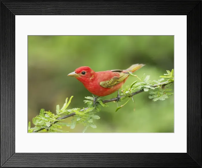 Framed Print : Picture No. 10892363 Framed Print : Picture No. 10892363