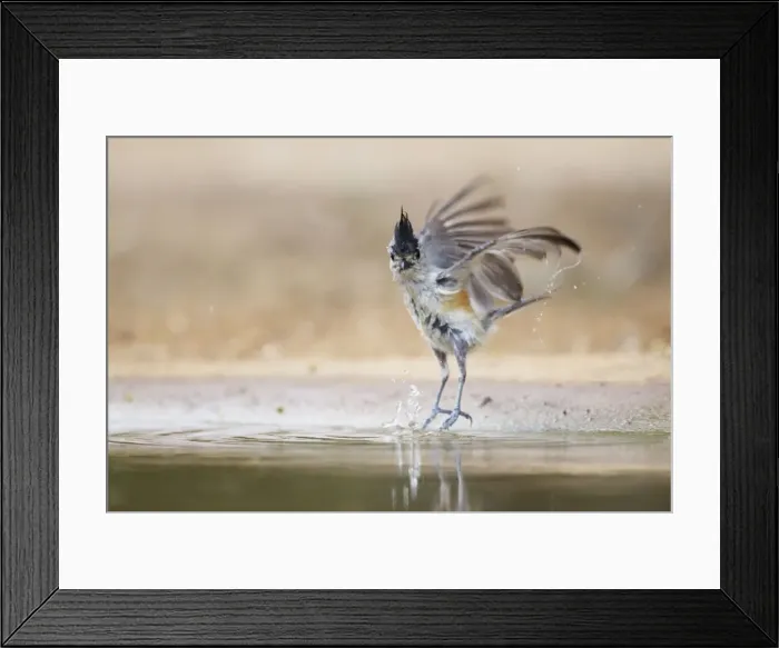 Framed Print : Picture No. 10892373 Framed Print : Picture No. 10892373