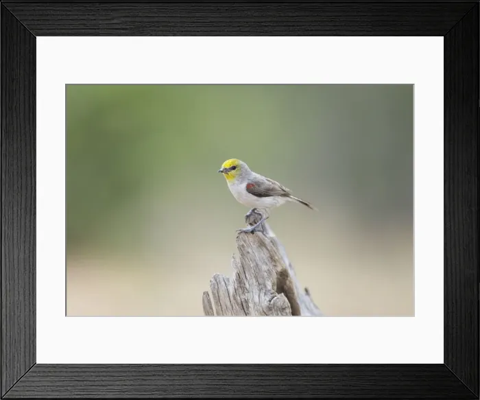 Framed Print : Picture No. 10892369 Framed Print : Picture No. 10892369