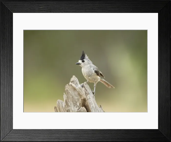 Framed Print : Picture No. 10892374 Framed Print : Picture No. 10892374