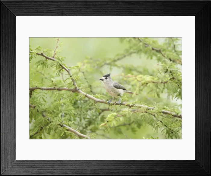 Framed Print : Picture No. 10892375 Framed Print : Picture No. 10892375