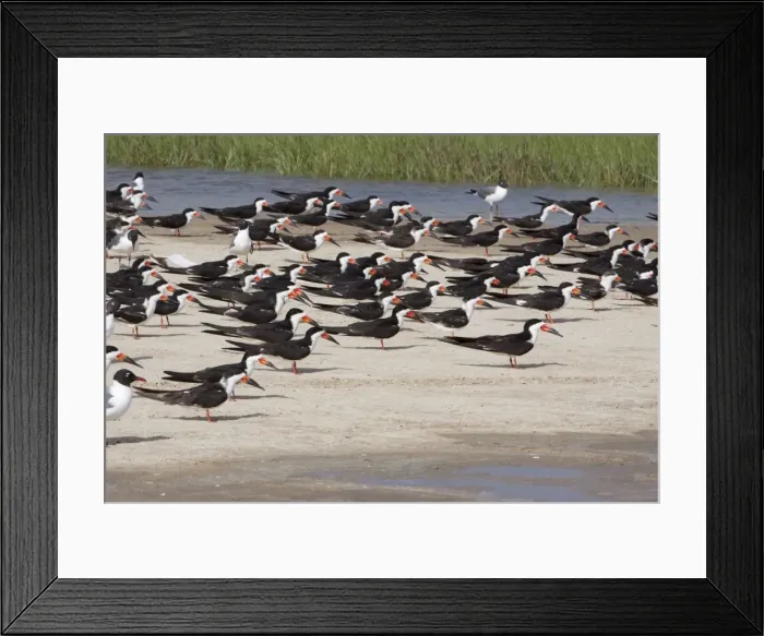Framed Print : Picture No. 10892361