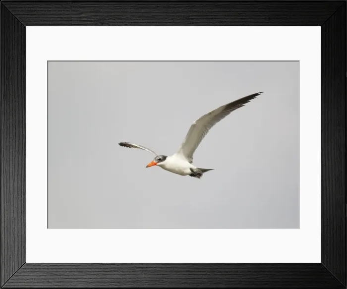 Framed Print : Picture No. 10892378 Framed Print : Picture No. 10892378