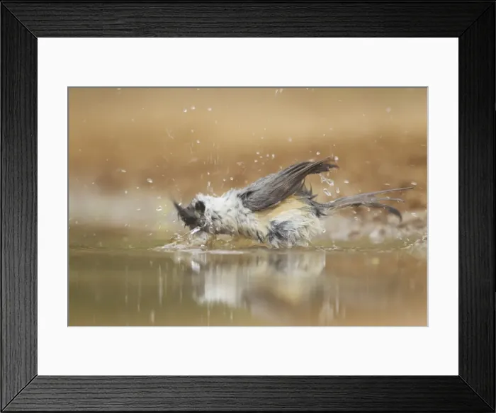 Framed Print : Picture No. 10892372 Framed Print : Picture No. 10892372