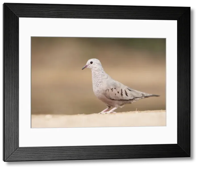 Framed Print : Picture No. 10892376