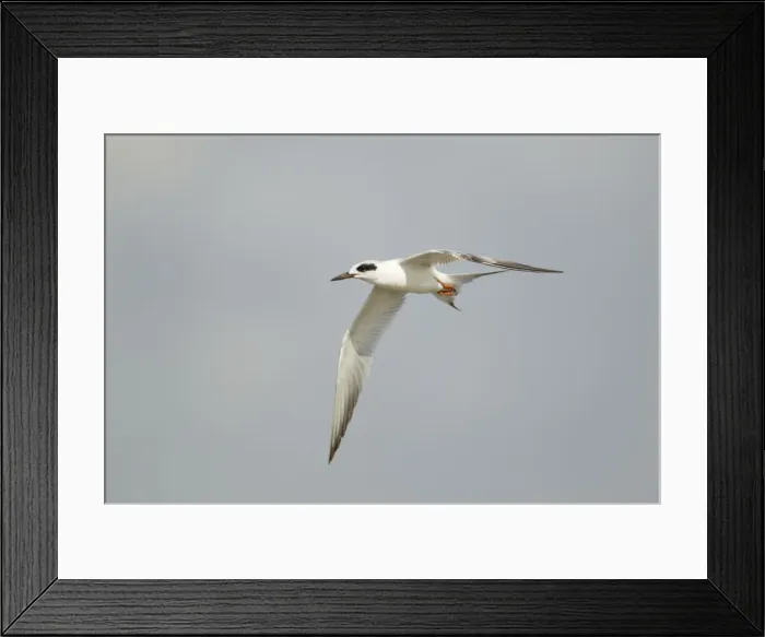 Framed Print : Picture No. 10892380 Framed Print : Picture No. 10892380