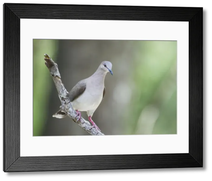 Framed Print : Picture No. 10892377 Framed Print : Picture No. 10892377