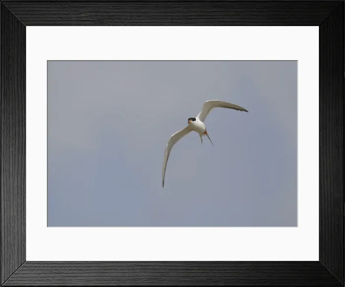 Framed Print : Picture No. 10892381 Framed Print : Picture No. 10892381