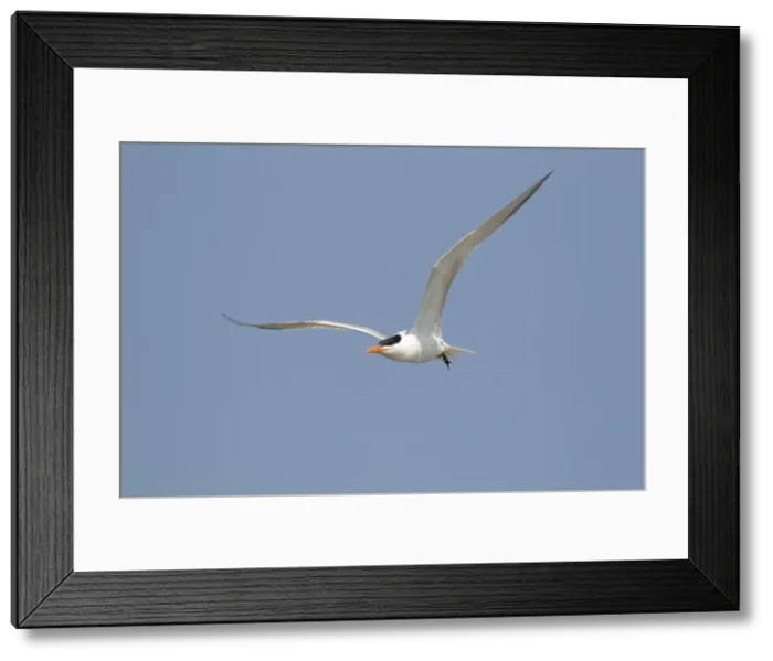 Framed Print : Picture No. 10892388