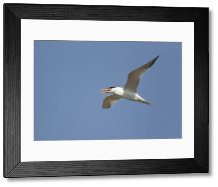 Framed Print : Picture No. 10892387 Framed Print : Picture No. 10892387