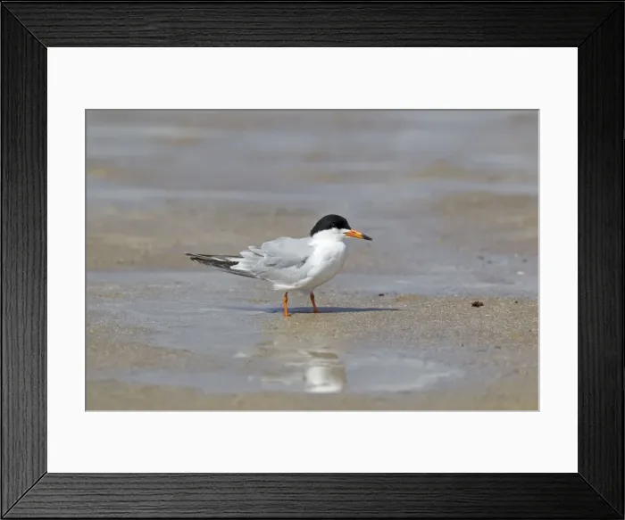 Framed Print : Picture No. 10892382 Framed Print : Picture No. 10892382