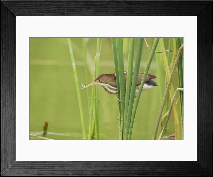 Framed Print : Picture No. 10892390 Framed Print : Picture No. 10892390