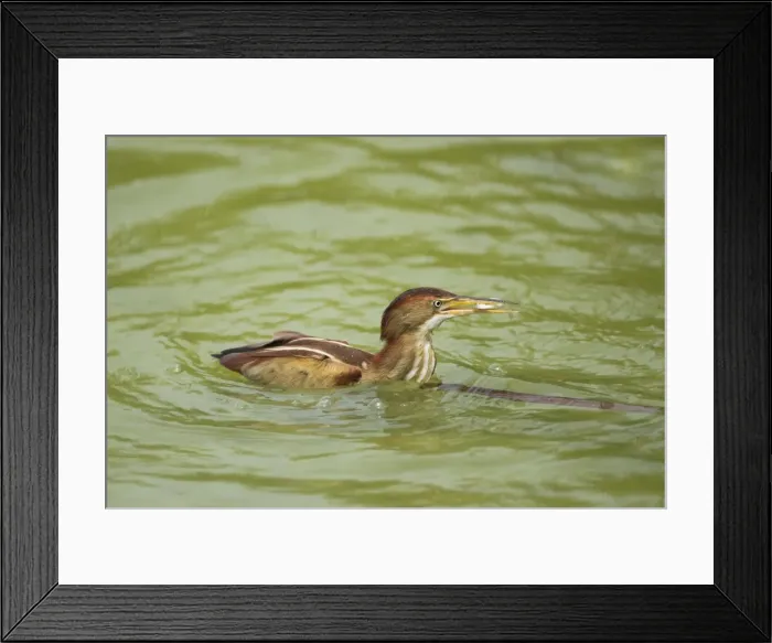 Framed Print : Picture No. 10892391 Framed Print : Picture No. 10892391