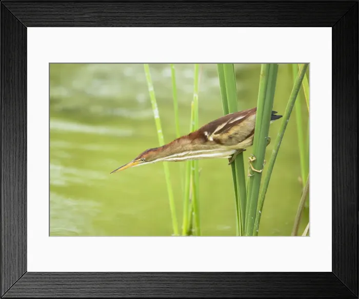 Framed Print : Picture No. 10892392 Framed Print : Picture No. 10892392