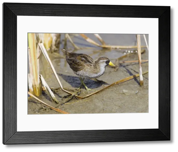Framed Print : Picture No. 10892389 Framed Print : Picture No. 10892389
