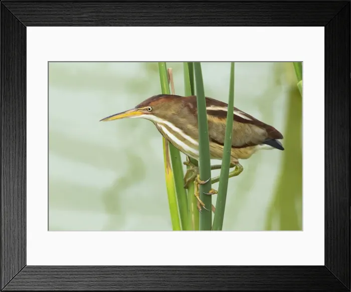 Framed Print : Picture No. 10892394 Framed Print : Picture No. 10892394