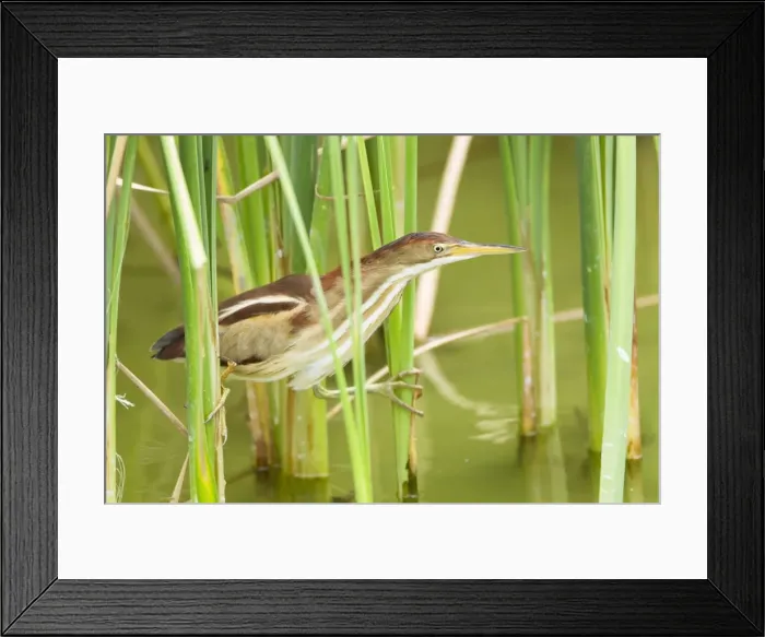 Framed Print : Picture No. 10892393 Framed Print : Picture No. 10892393