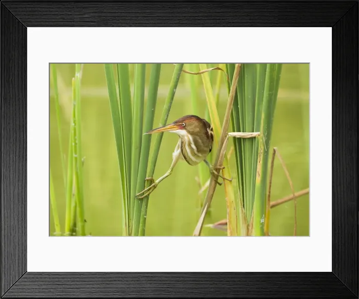 Framed Print : Picture No. 10892396