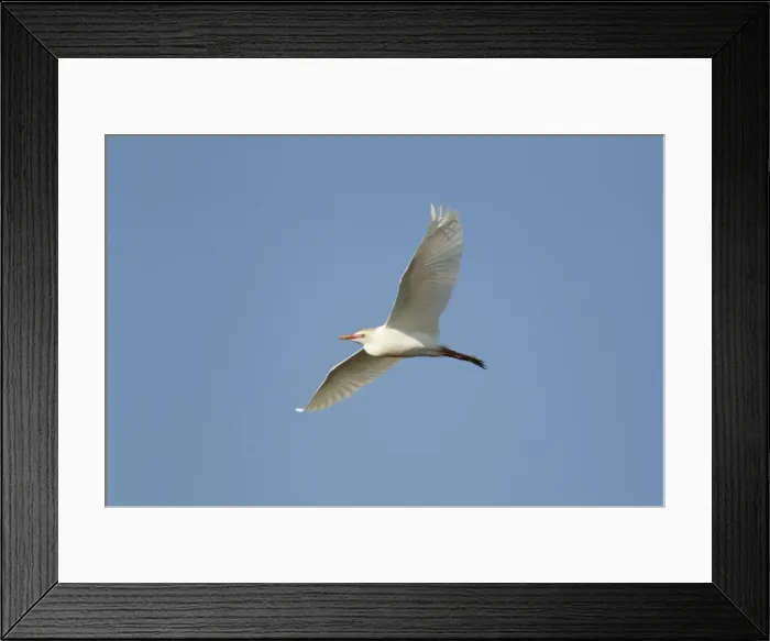 Framed Print : Picture No. 10892400 Framed Print : Picture No. 10892400
