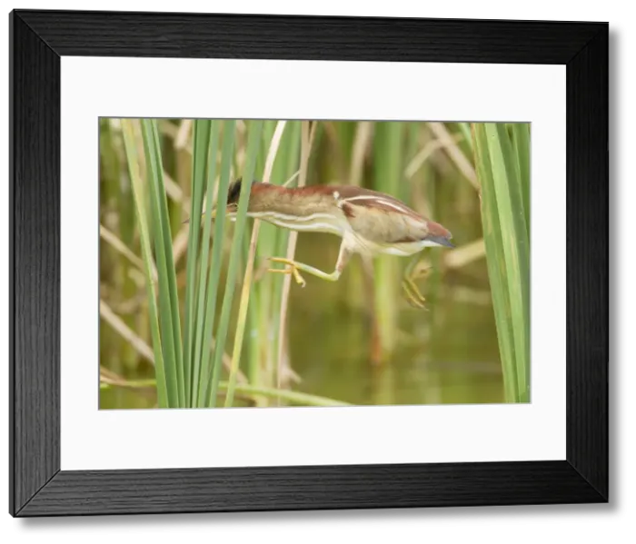 Framed Print : Picture No. 10892397 Framed Print : Picture No. 10892397