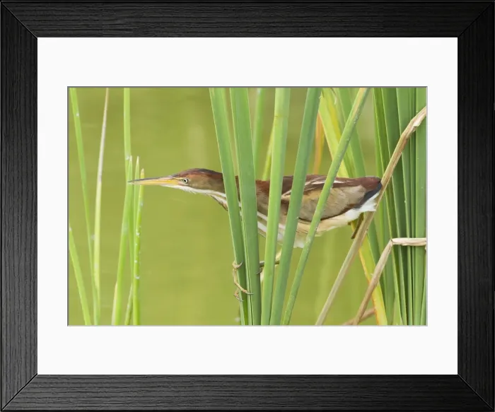 Framed Print : Picture No. 10892395