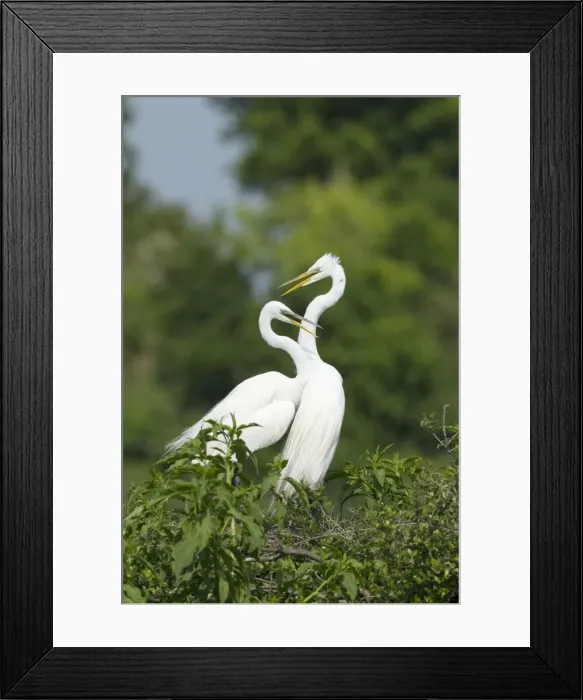 Framed Print : Picture No. 10892405 Framed Print : Picture No. 10892405