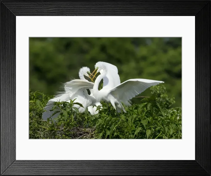 Framed Print : Picture No. 10892406 Framed Print : Picture No. 10892406