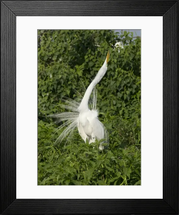 Framed Print : Picture No. 10892403 Framed Print : Picture No. 10892403