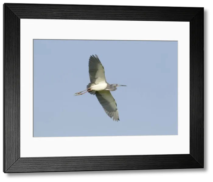 Framed Print : Picture No. 10892410