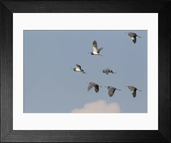 Framed Print : Picture No. 10892411 Framed Print : Picture No. 10892411