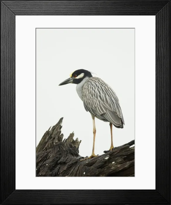 Framed Print : Picture No. 10892412 Framed Print : Picture No. 10892412