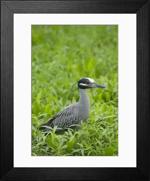 Framed Print : Picture No. 10892413 Framed Print : Picture No. 10892413