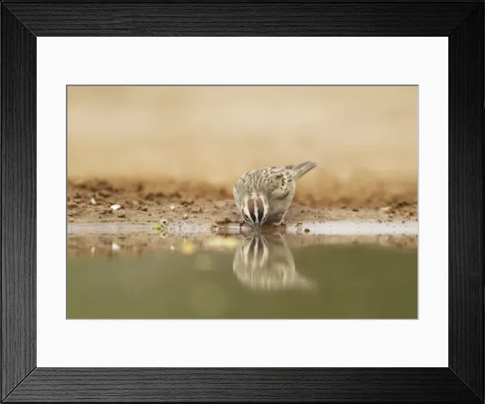 Framed Print : Picture No. 10892417 Framed Print : Picture No. 10892417