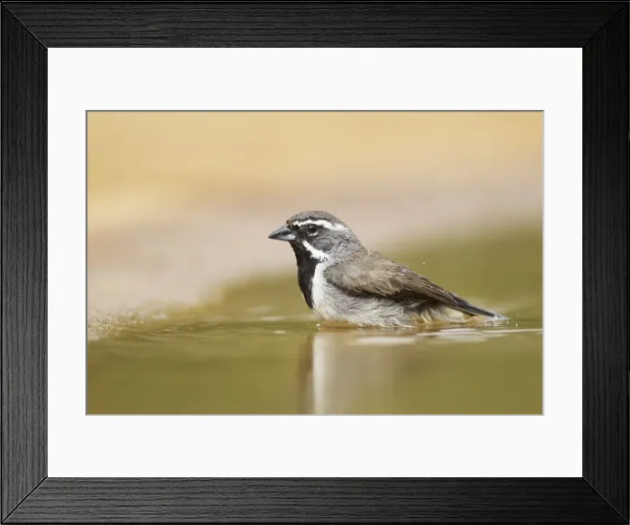 Framed Print : Picture No. 10892415 Framed Print : Picture No. 10892415