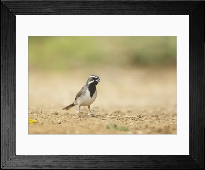 Framed Print : Picture No. 10892414 Framed Print : Picture No. 10892414