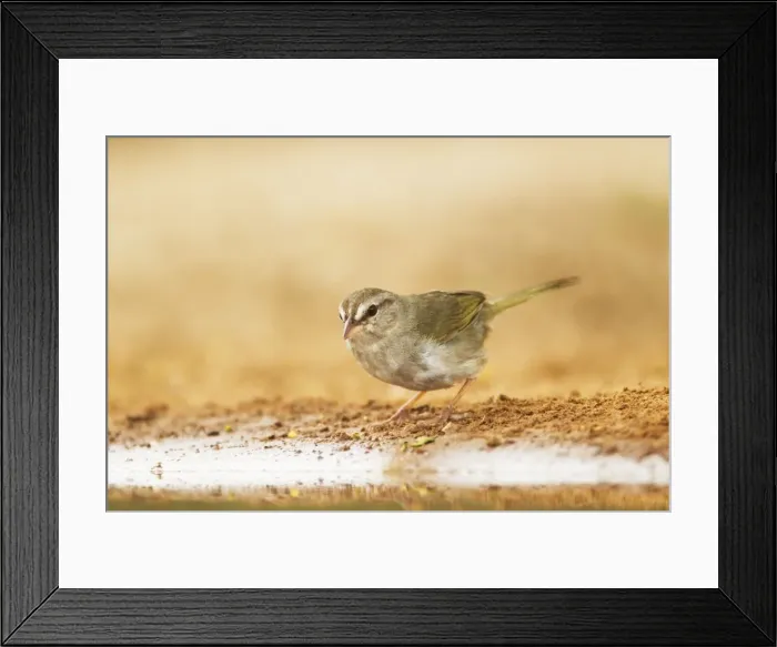 Framed Print : Picture No. 10892418 Framed Print : Picture No. 10892418