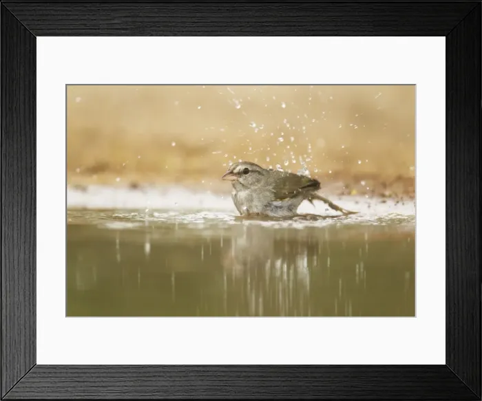 Framed Print : Picture No. 10892419 Framed Print : Picture No. 10892419