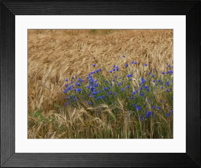 Framed Print : Picture No. 10891669 Framed Print : Picture No. 10891669
