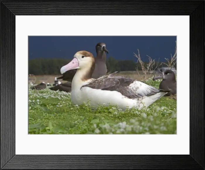 Framed Print : Picture No. 10891699 Framed Print : Picture No. 10891699