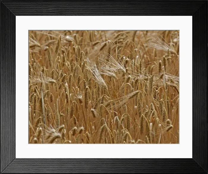 Framed Print : Picture No. 10891668 Framed Print : Picture No. 10891668