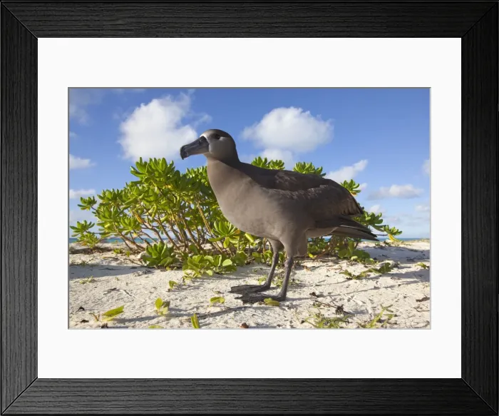 Framed Print : Picture No. 10891708 Framed Print : Picture No. 10891708
