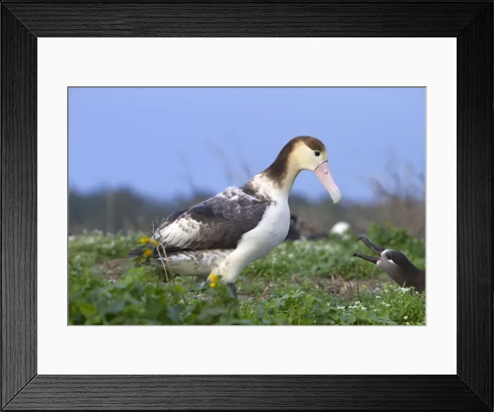 Framed Print : Picture No. 10891701 Framed Print : Picture No. 10891701