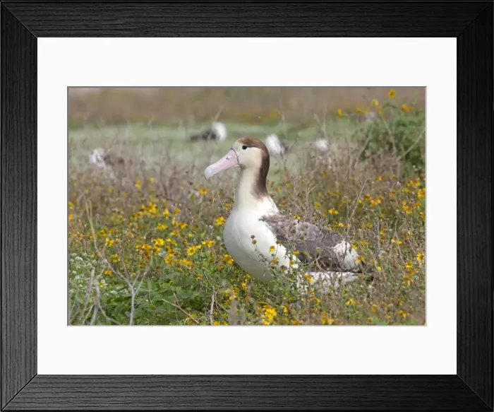 Framed Print : Picture No. 10891696 Framed Print : Picture No. 10891696
