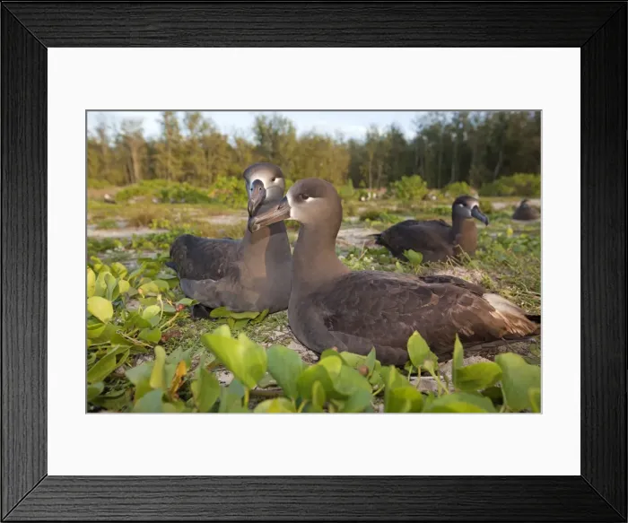 Framed Print : Picture No. 10891709 Framed Print : Picture No. 10891709