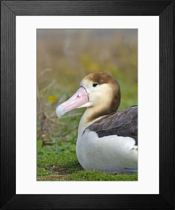 Framed Print : Picture No. 10891697 Framed Print : Picture No. 10891697