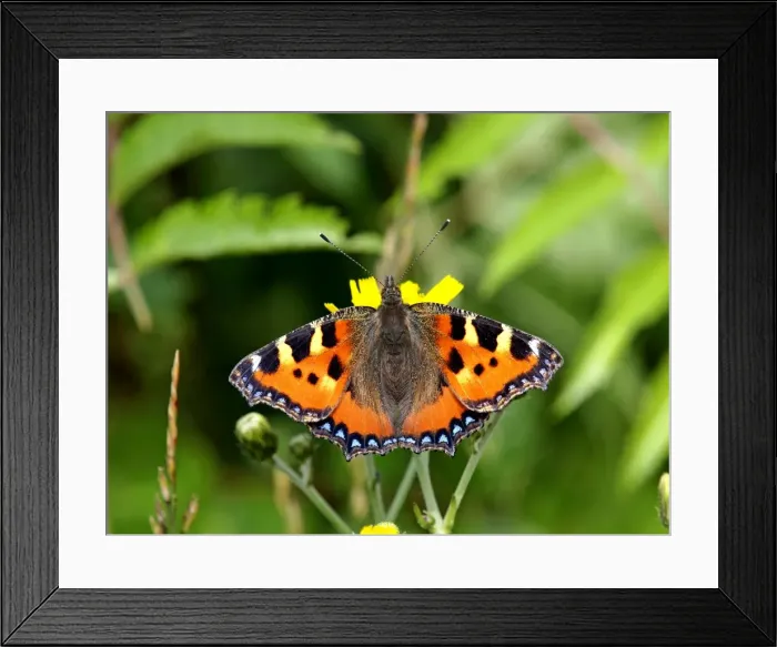Framed Print : Picture No. 10891676