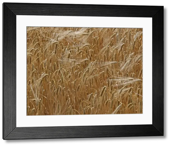 Framed Print : Picture No. 10891671 Framed Print : Picture No. 10891671