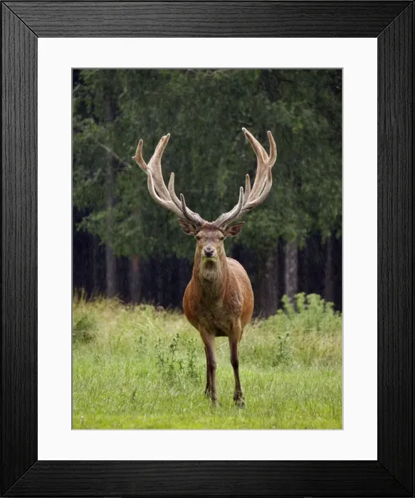Framed Print : Picture No. 10891673 Framed Print : Picture No. 10891673
