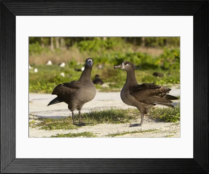 Framed Print : Picture No. 10891713 Framed Print : Picture No. 10891713